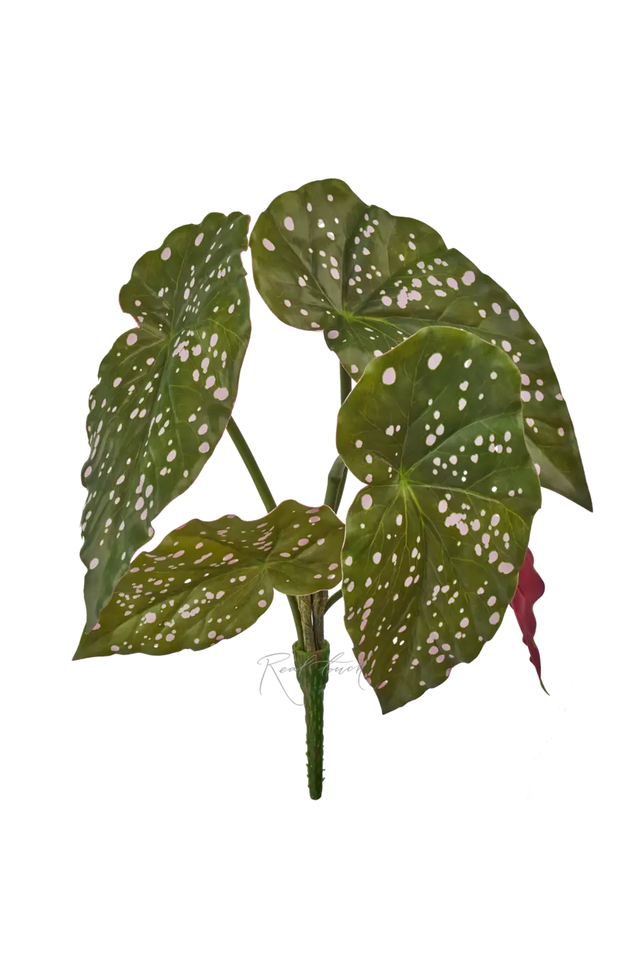 Бегония Макулата куст из 5 листьев - Зелено-бордовый