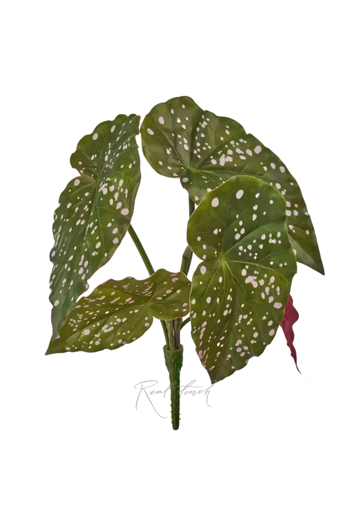 Бегония Макулата куст из 5 листьев - Зелено-бордовый