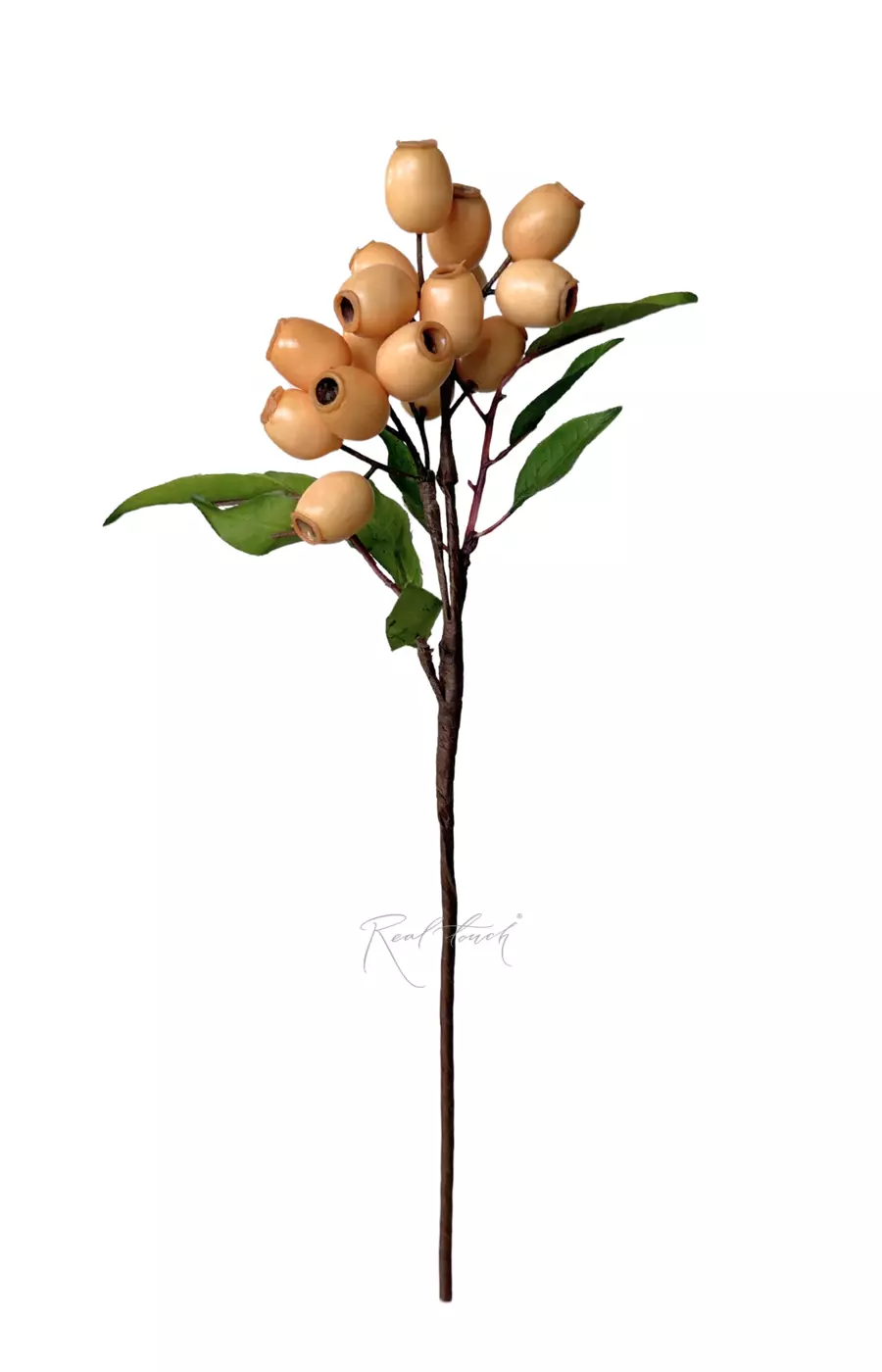 Ветка с плодами эвкалипта - Молочный Ветка с плодами эвкалипта - Молочный