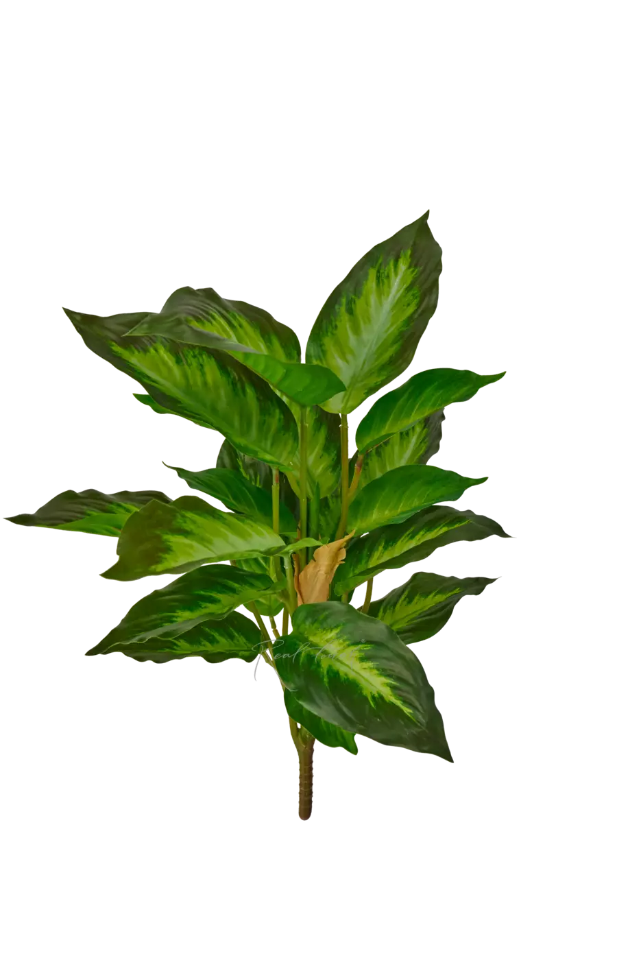 Аглаонема (24 листа) - Светло-зеленый