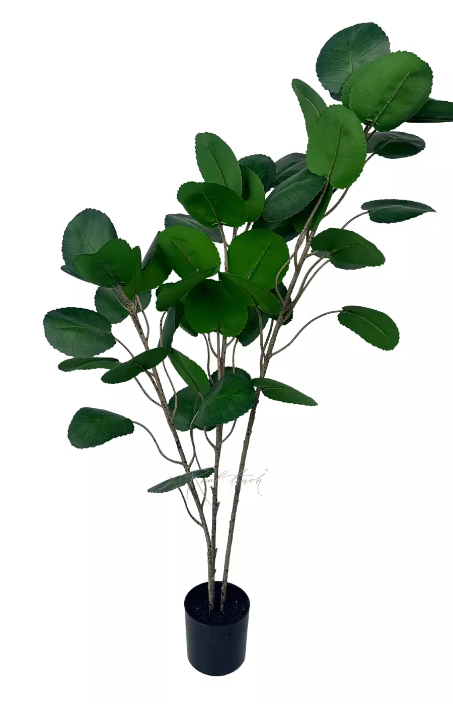 Аралия Фабиан 110см - Зеленый