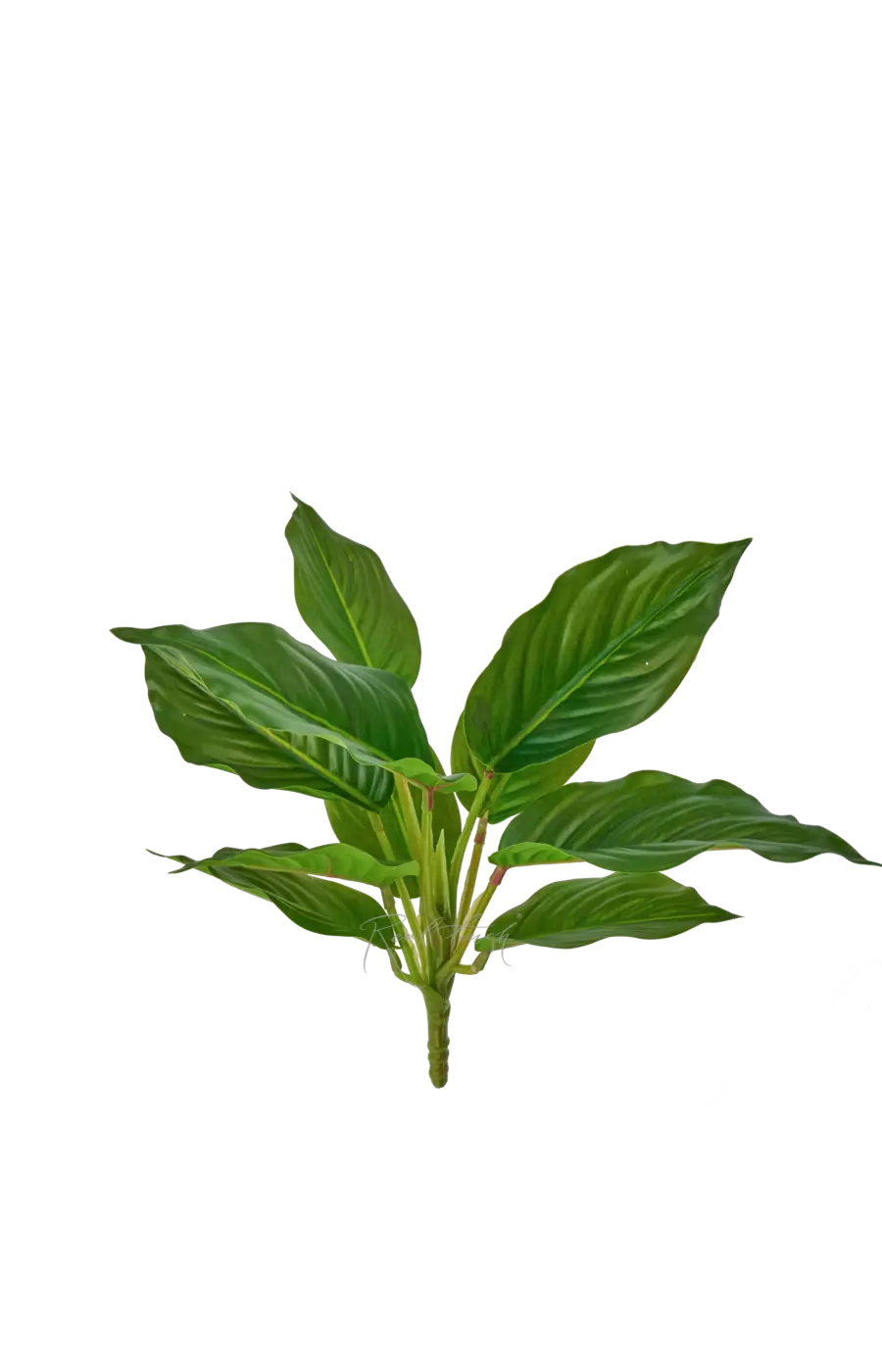 Аглаонема без кашпо (10 листьев) - Темно-зеленый