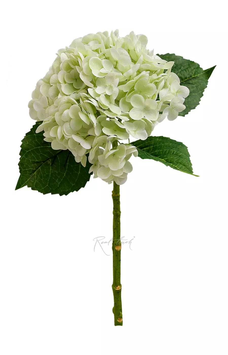 Гортензия садовая на стебле - Светло-зеленый