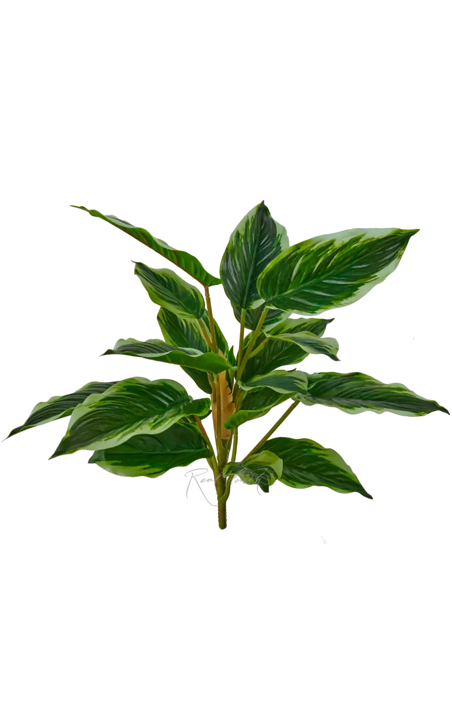 Аглаонема (24 листа) - Бело-зеленый