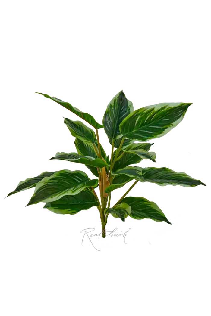 Аглаонема (24 листа) - Бело-зеленый