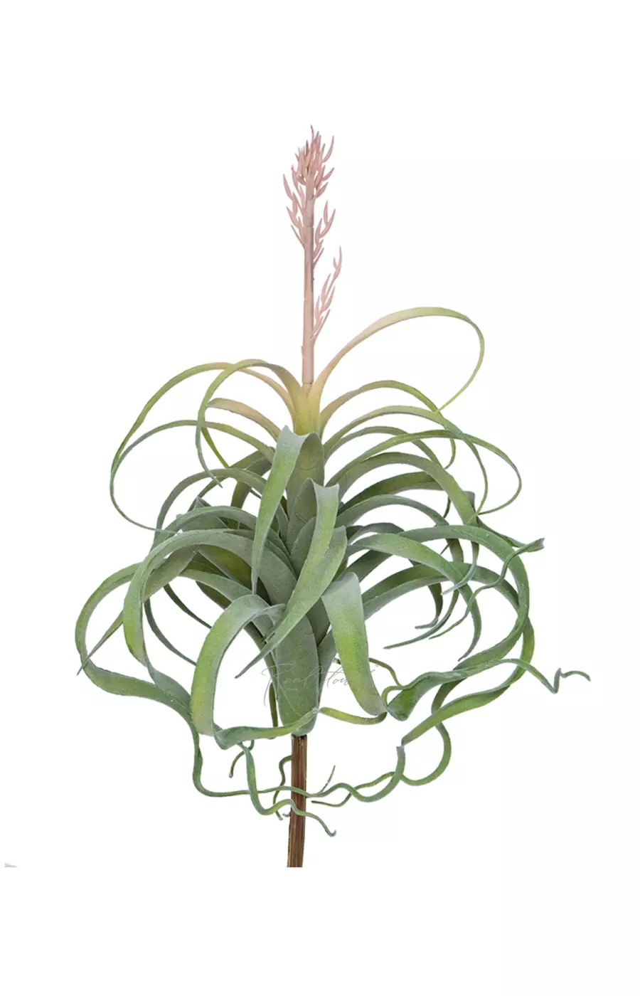 Тилландсия Ксерографика цветущая - Пыльно-зеленый