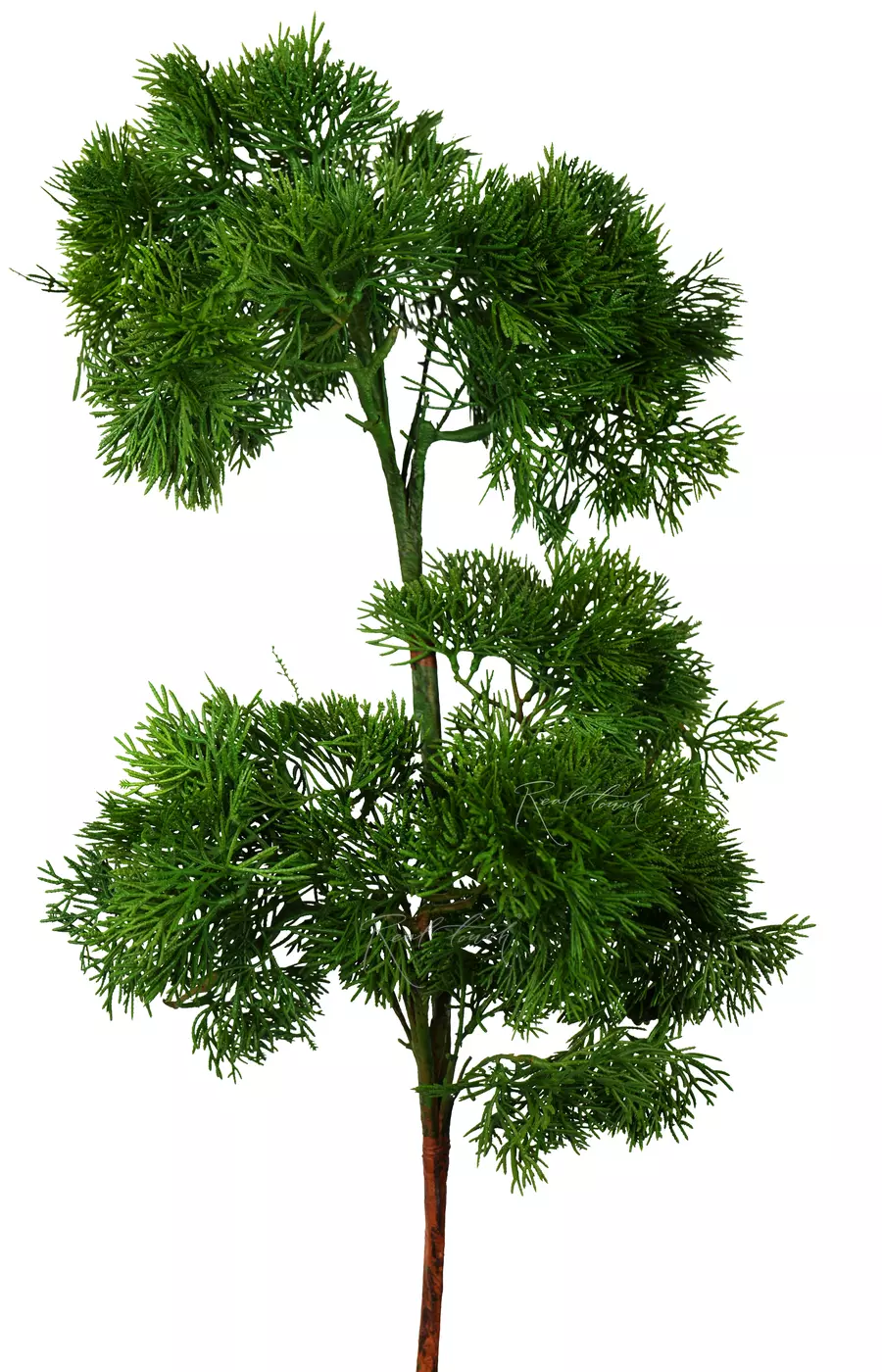 Ветка Кипариса  - Зеленый