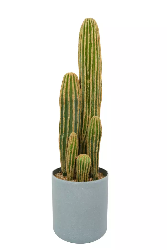 Кактус Сан Педро 60см (кашпо цилиндр) - Зеленый