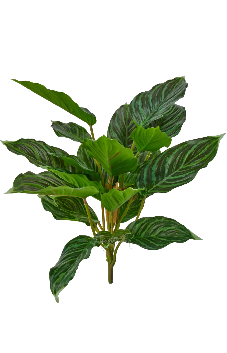 Аглаонема (24 листа) - Зеленый