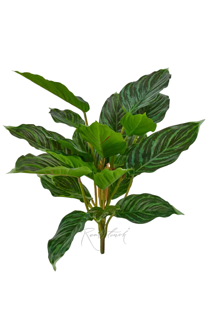 Аглаонема (24 листа) - Зеленый Аглаонема (24 листа) - Зеленый