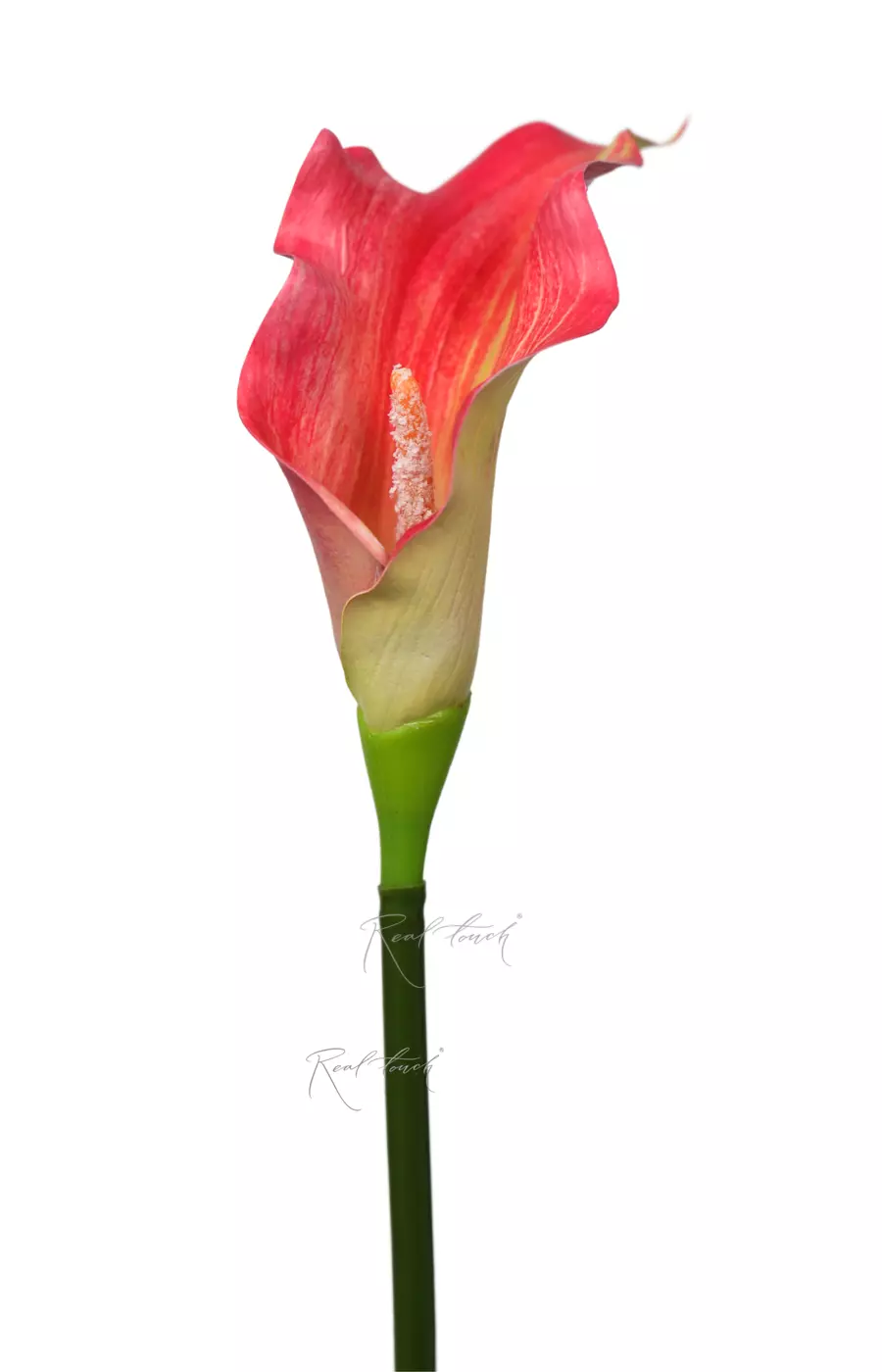 Калла 3D большая - Розово-желтый Калла 3D большая - Розово-желтый