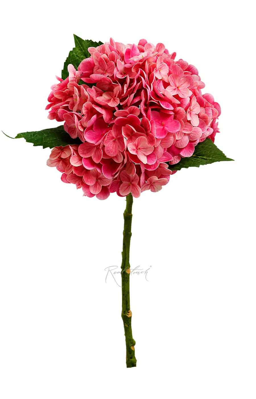 Гортензия садовая на стебле - Фуксия