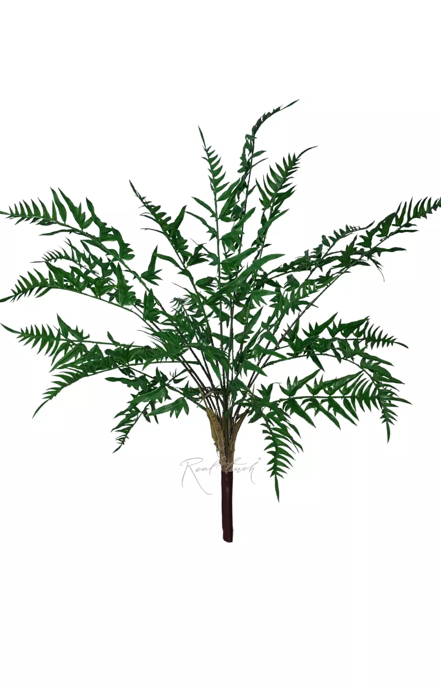 Оноклея - Зеленый