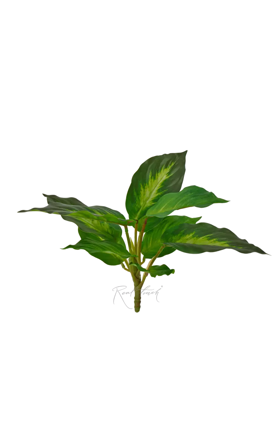 Аглаонема без кашпо (10 листьев) - Светло-зеленый