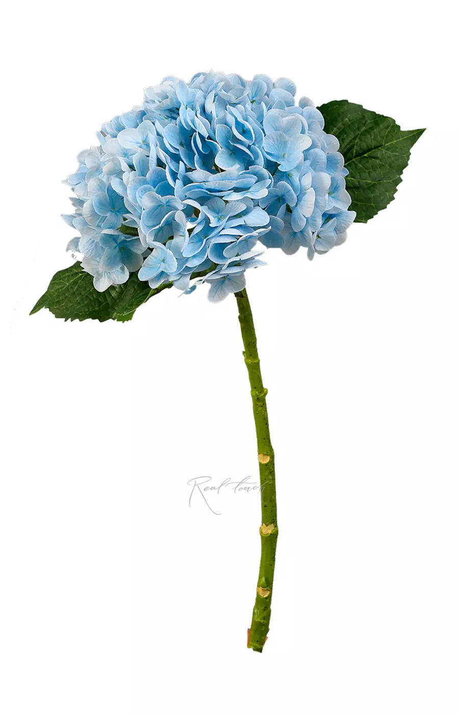 Гортензия садовая на стебле - Голубой