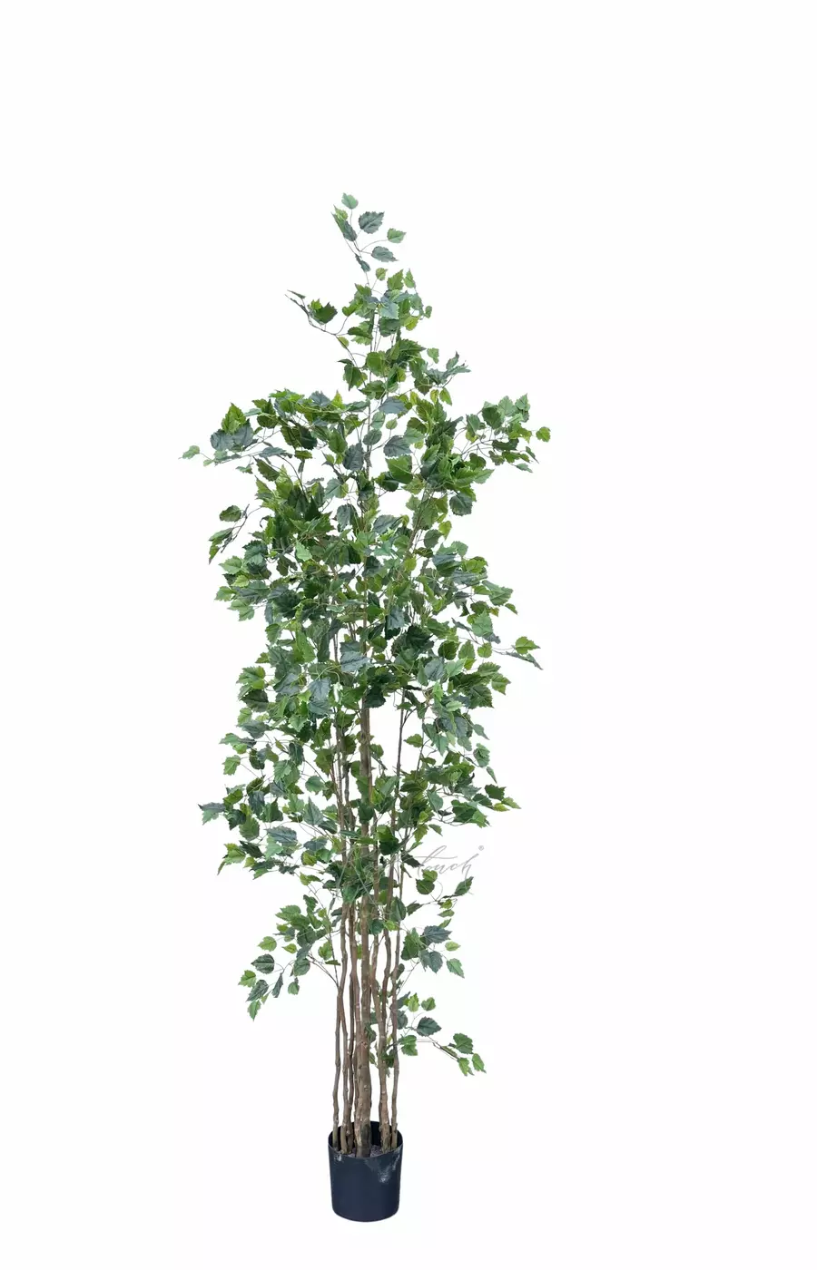 Береза 180см (тёмный ствол) - Зеленый