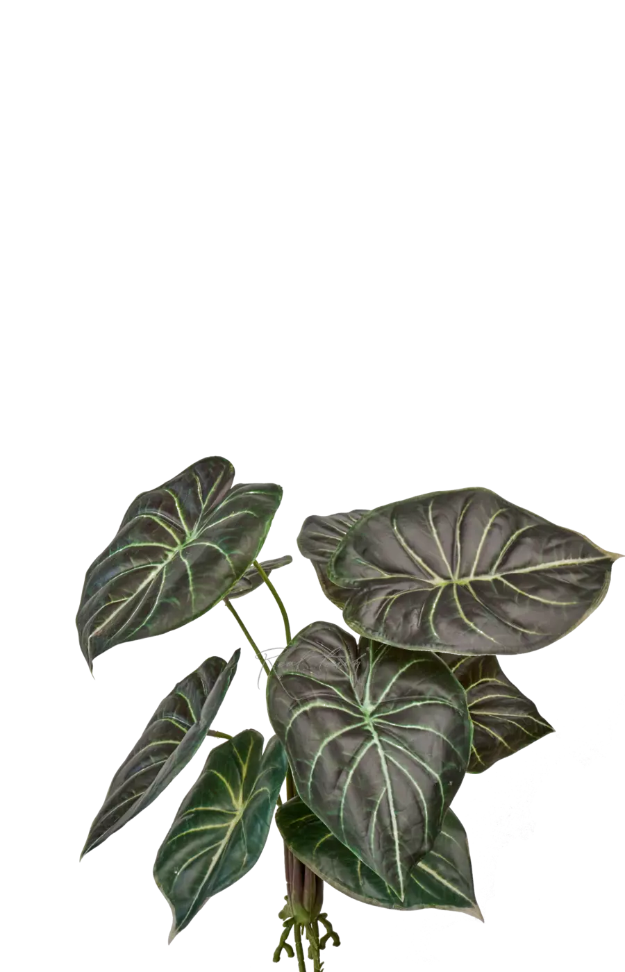 Алоказия Black - Черный