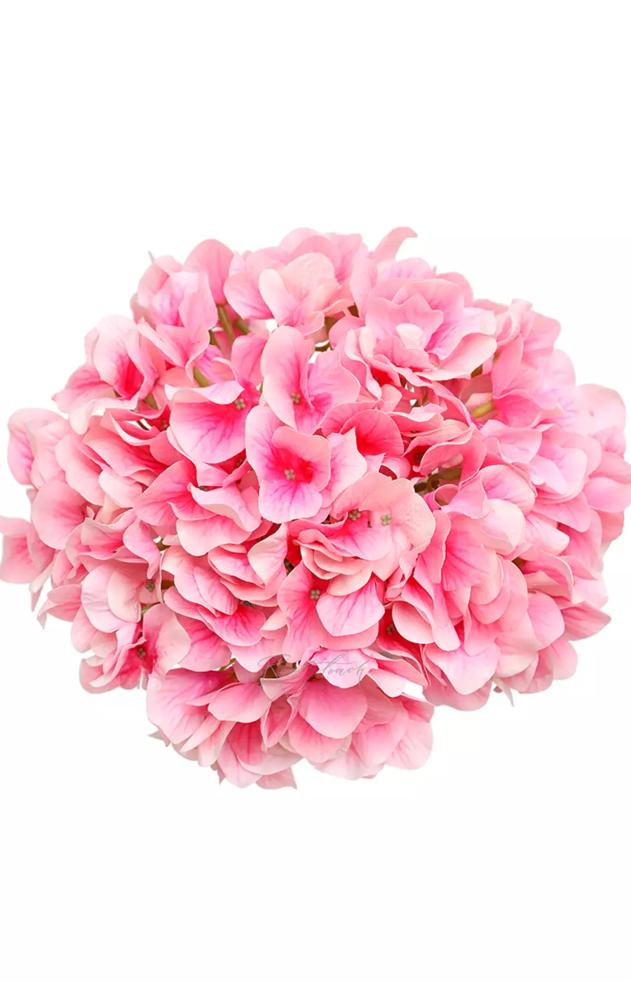 Гортензия древовидная соцветие (без стебля) - Бело-розовый