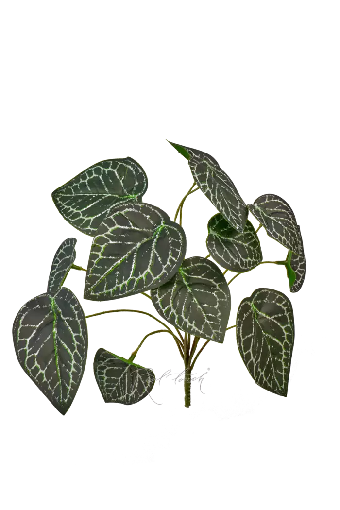 Антуриум Кларинервиум куст из 12 листьев малый - Зеленый