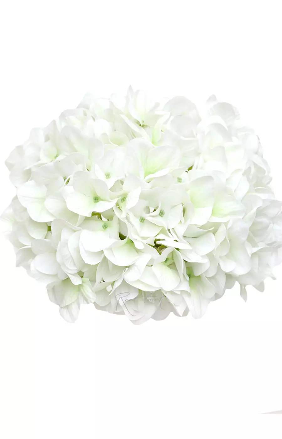 Гортензия древовидная соцветие (без стебля) - Бело-зеленый
