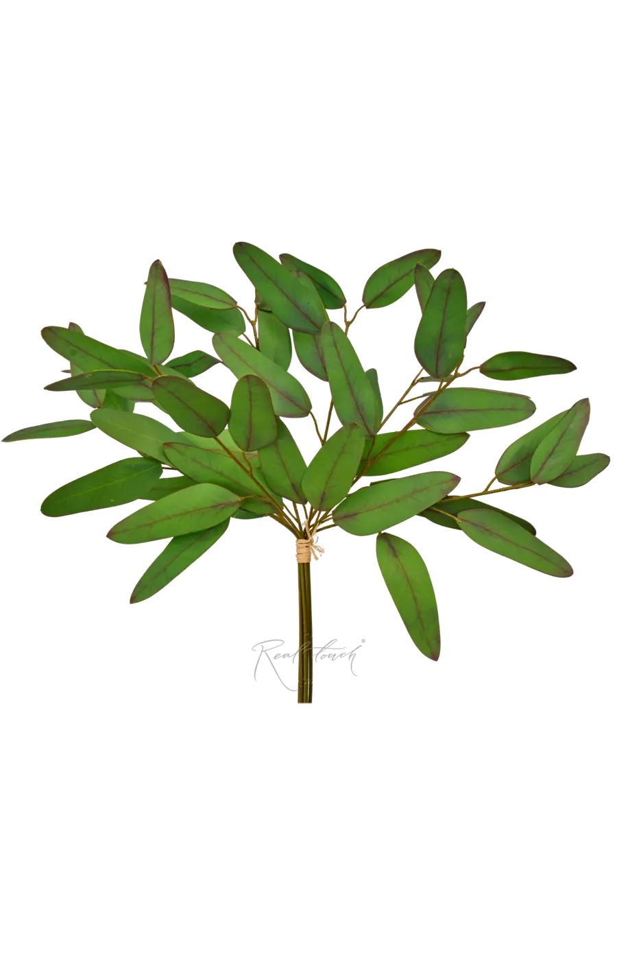 Пучок эвкалипта Популус HQ (8 веточек) - Зелено-бордовый