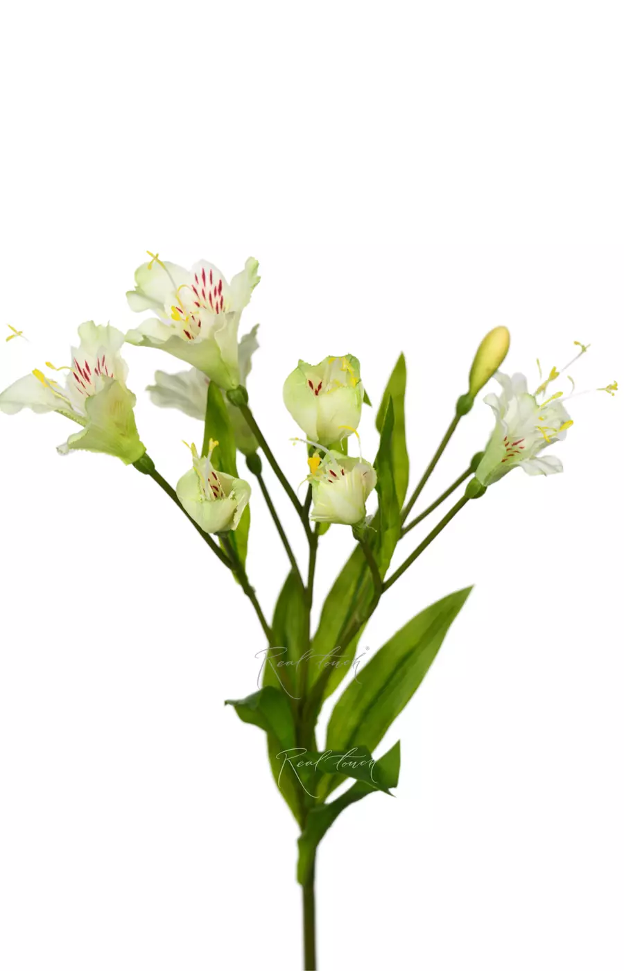 Альстромерия Алисия - Белый