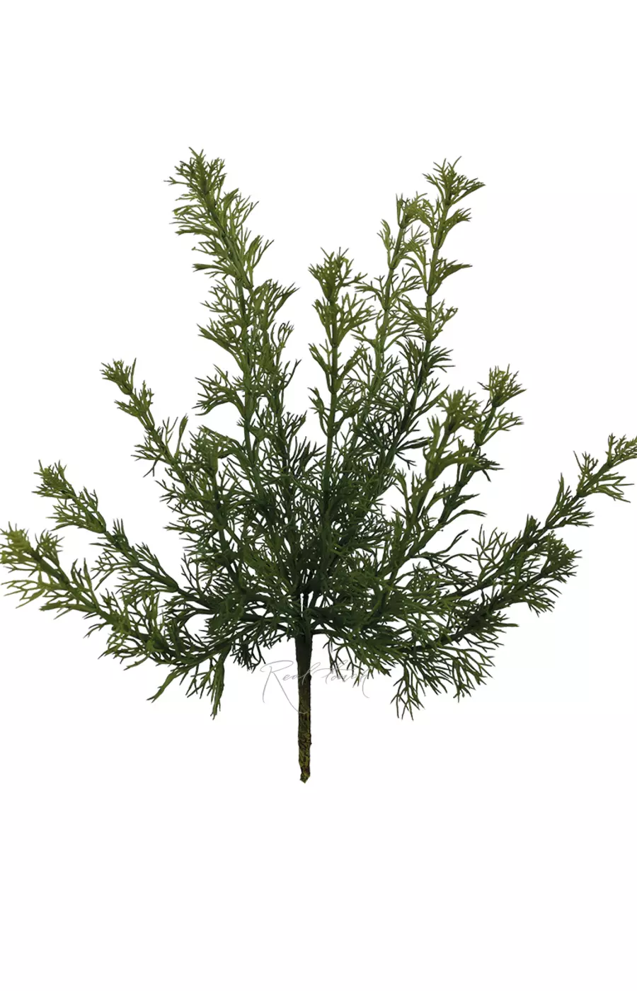 Фенхель - Сине-зеленый