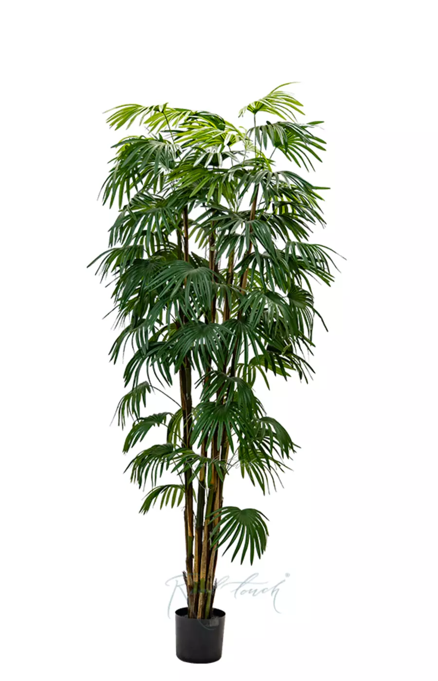 Веерная пальма 210см - Зеленый