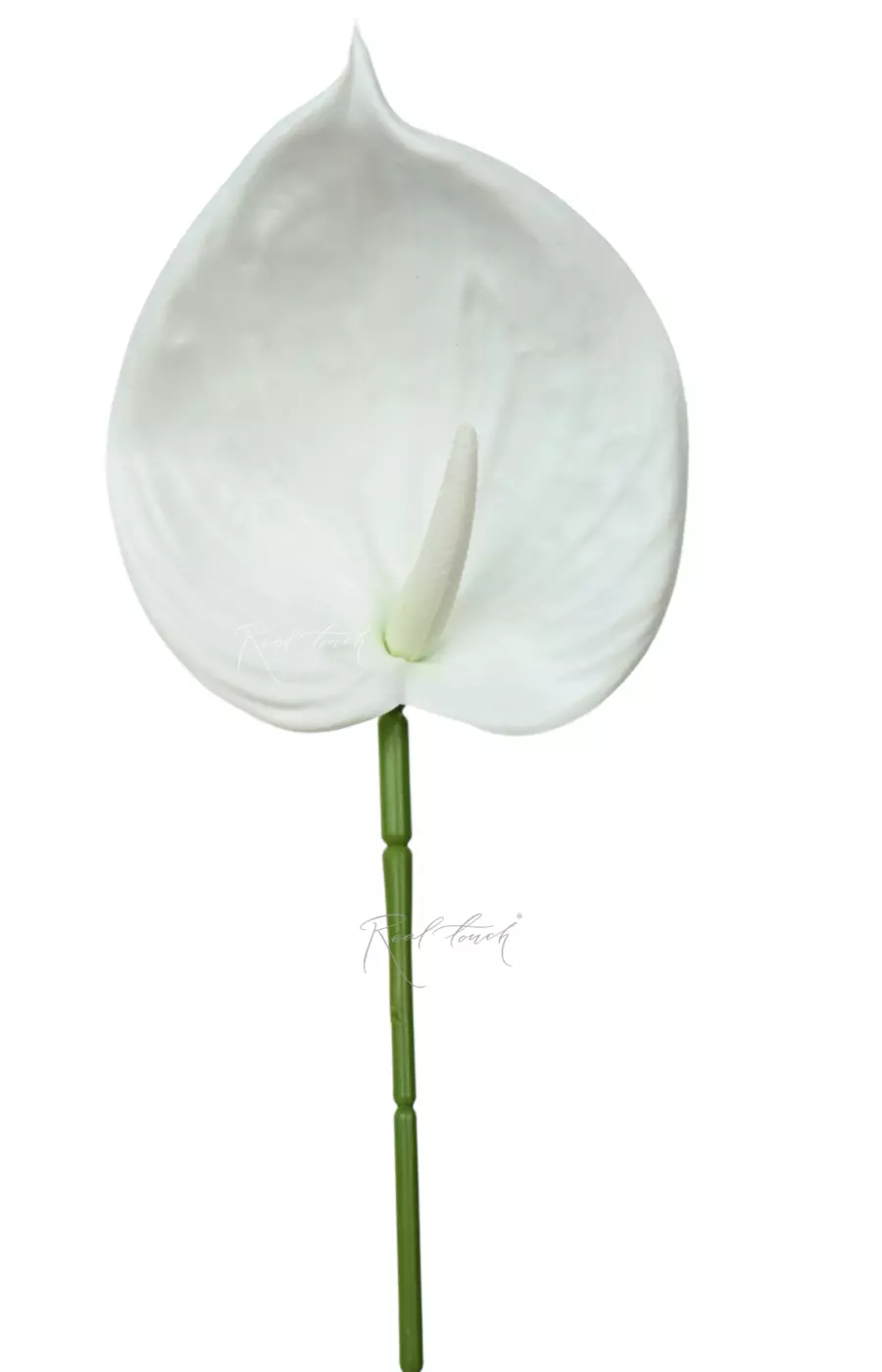 Антуриум 3D - Белый