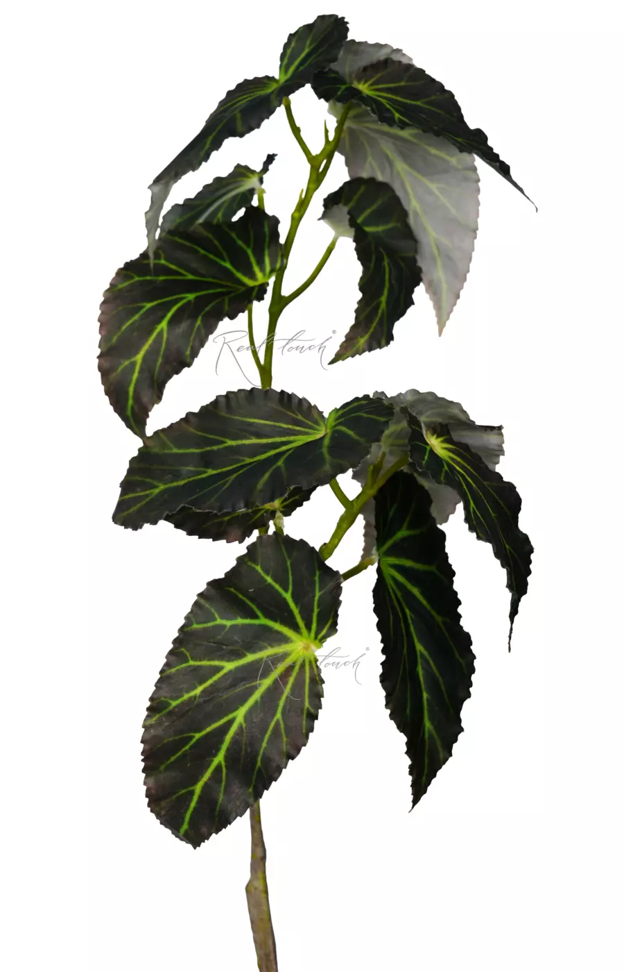 Ветка бегонии Хлоронеура 75см - Темно-зеленый Ветка бегонии Хлоронеура 75см - Темно-зеленый