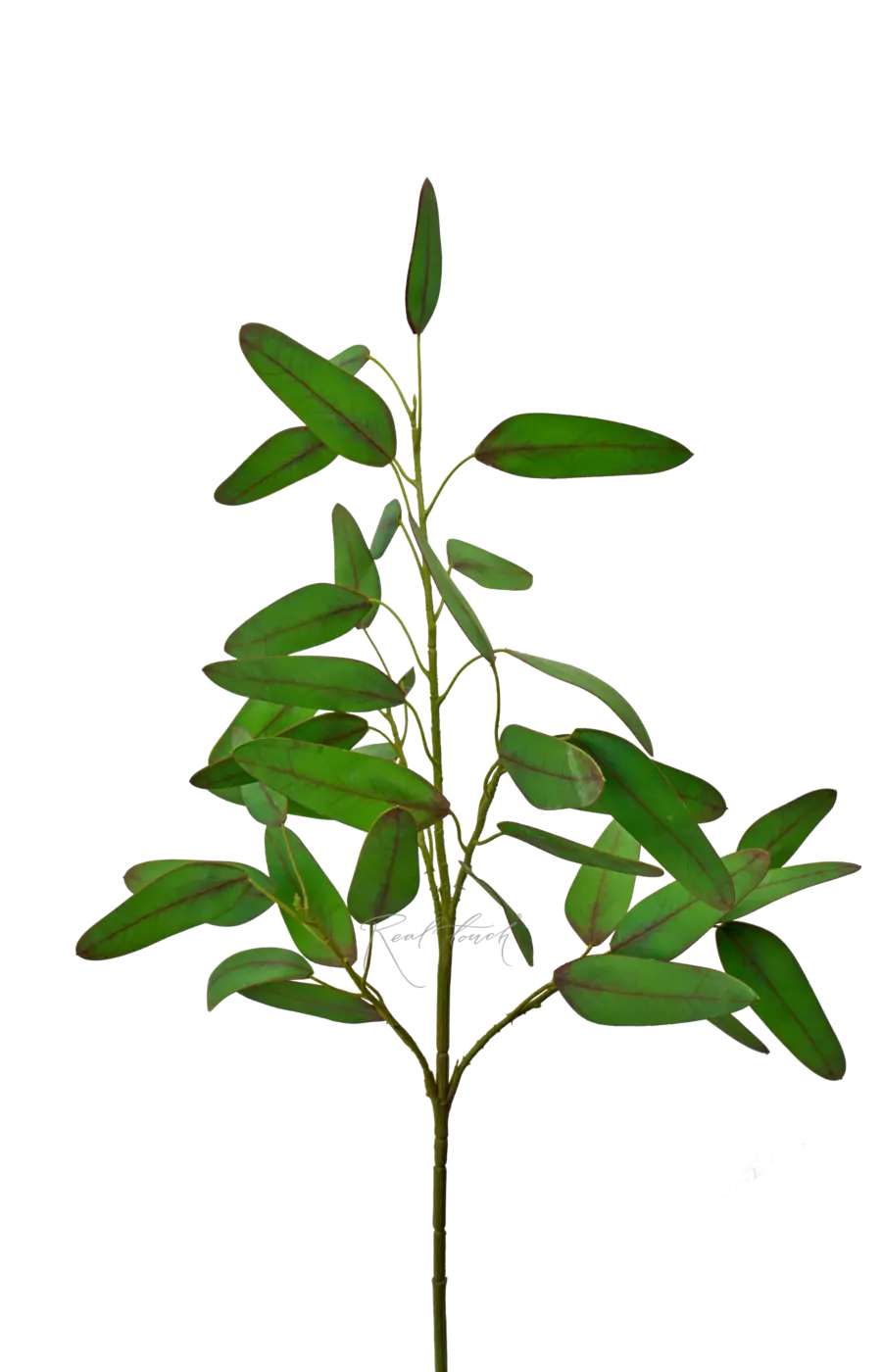 Ветка эвкалипта объемная Популус - Зеленый