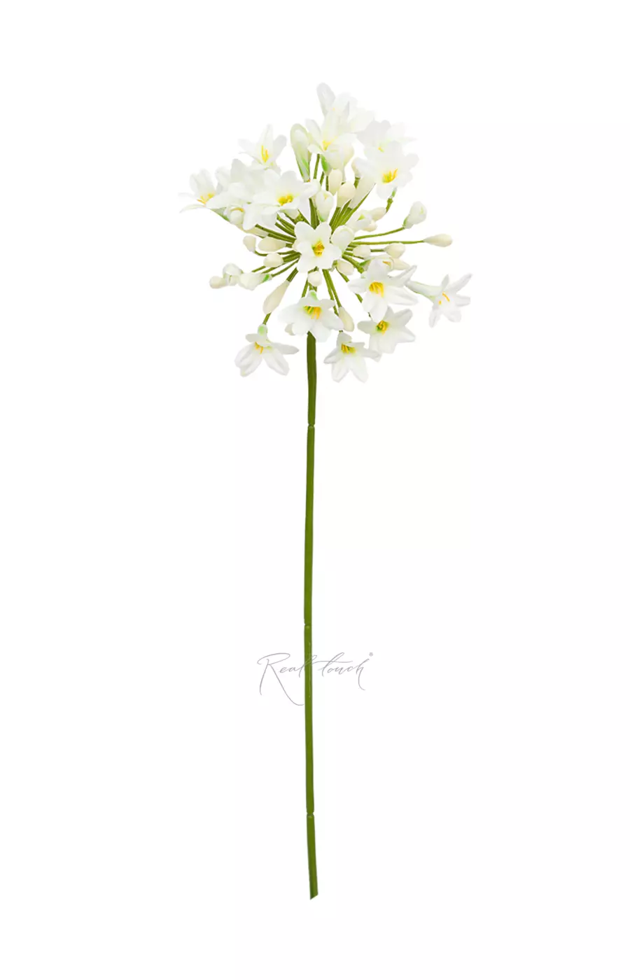 Агапантус - Белый