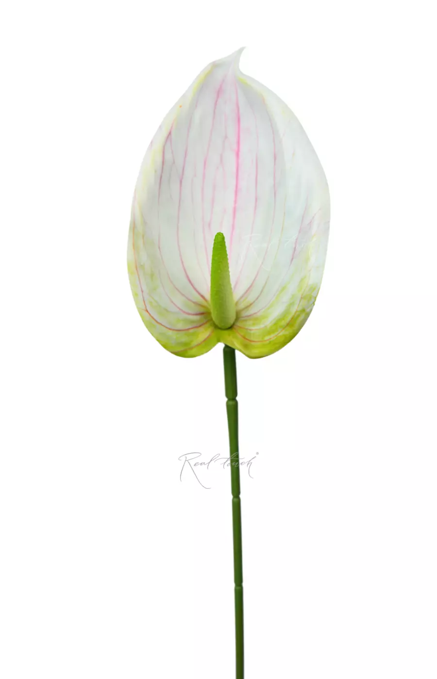 Антуриум 3D - Бело-розовый