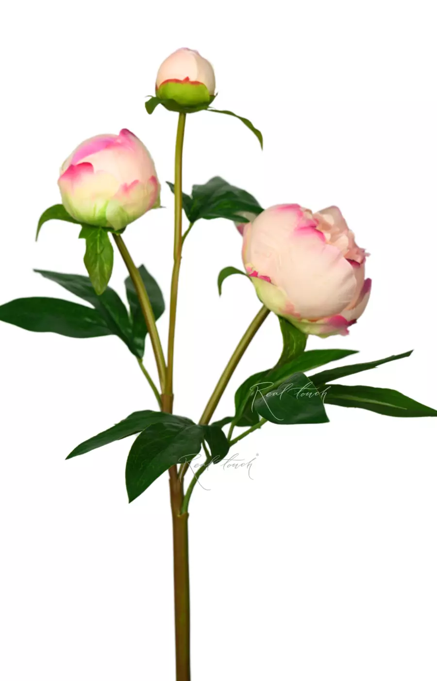 Пион (3 бутона) - Бело-розовый Пион (3 бутона) - Бело-розовый