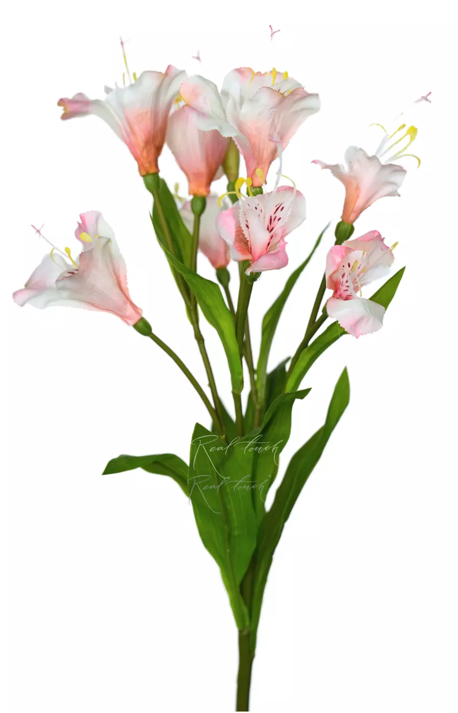 Альстромерия Алисия - Светло-розовый Альстромерия Алисия - Светло-розовый