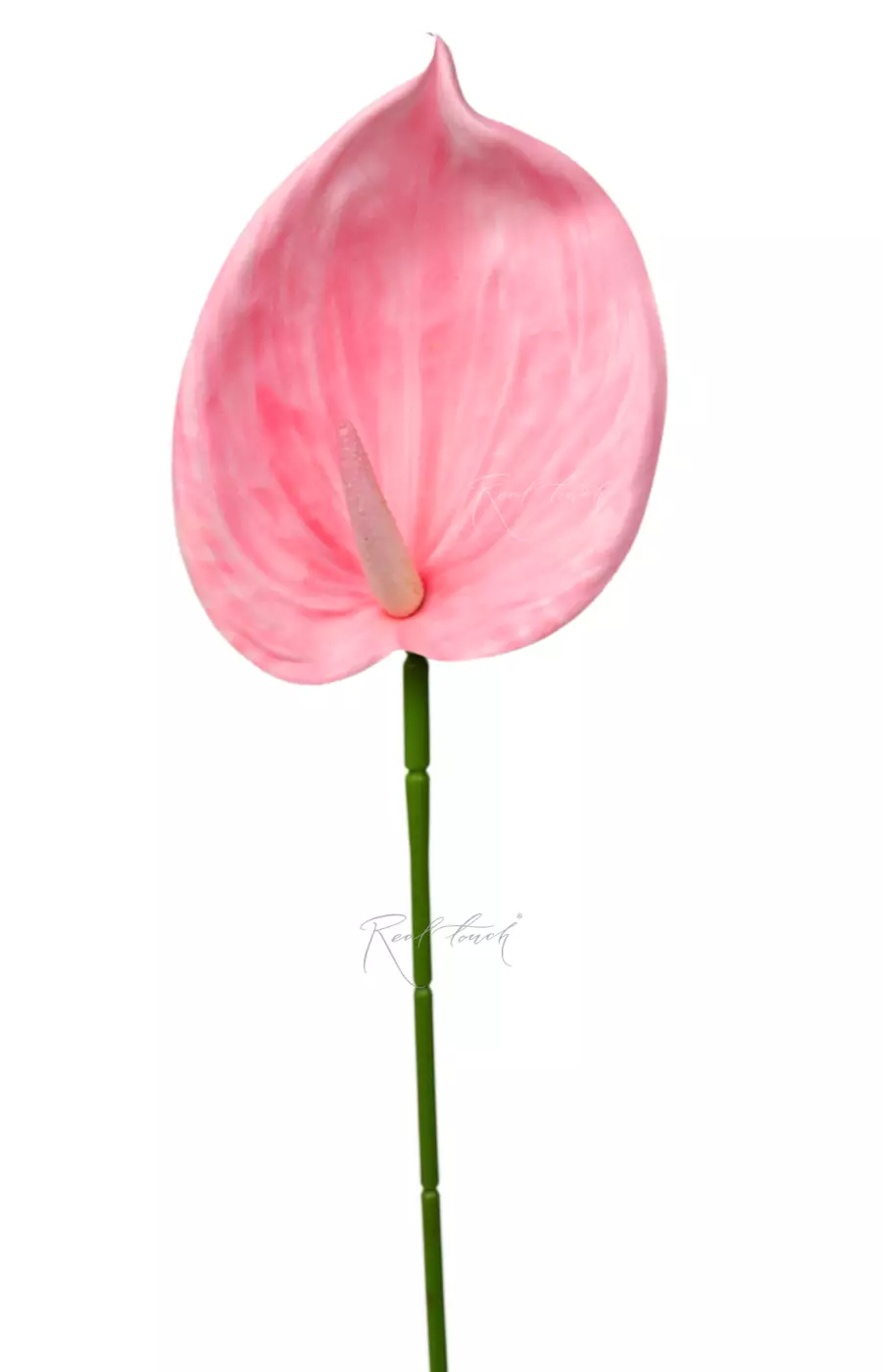 Антуриум 3D - Светло-розовый