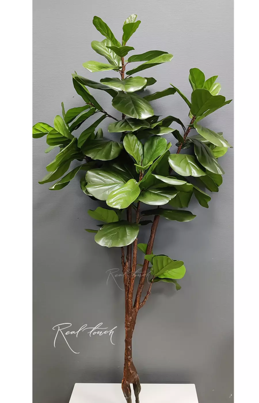 Фикус Лирата без кашпо 210см - Зеленый