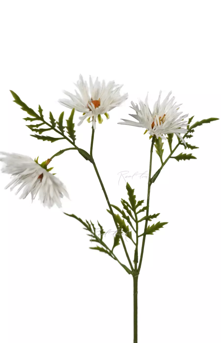 Хризантема Игольчатая small (3 соцветия) - Белый