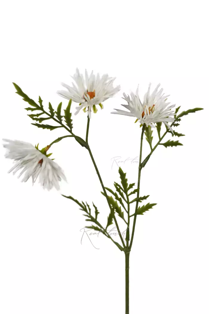 Хризантема Игольчатая small (3 соцветия) - Белый Хризантема Игольчатая small (3 соцветия) - Белый