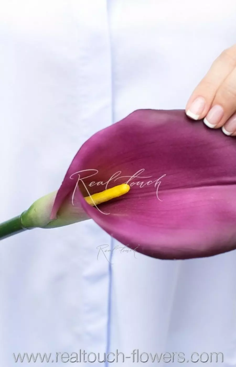 Калла Премиум - Фиолетовый