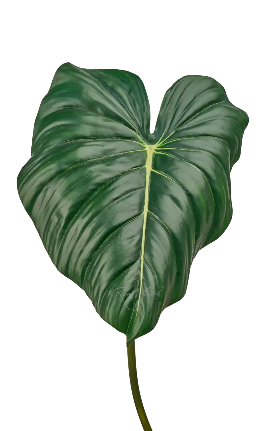 Лист Алоказии reginula 90см - Темно-зеленый