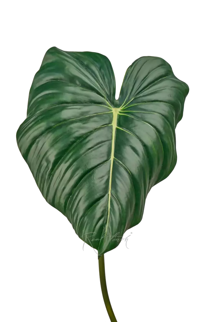 Лист Алоказии reginula 90см - Темно-зеленый