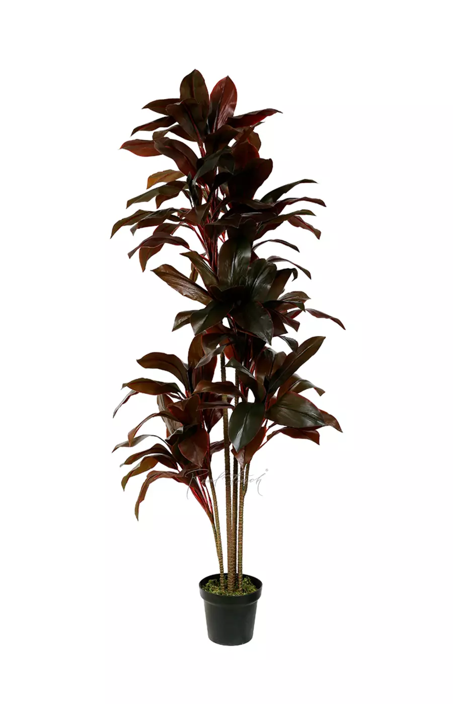 Кордилина кустарниковая 170см - Красный