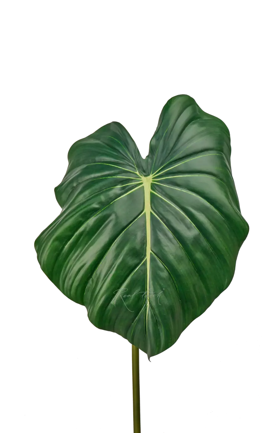 Лист Алоказии reginula 95см - Темно-зеленый