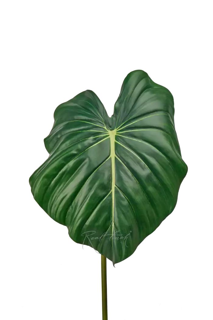 Лист Алоказии reginula 95см - Темно-зеленый