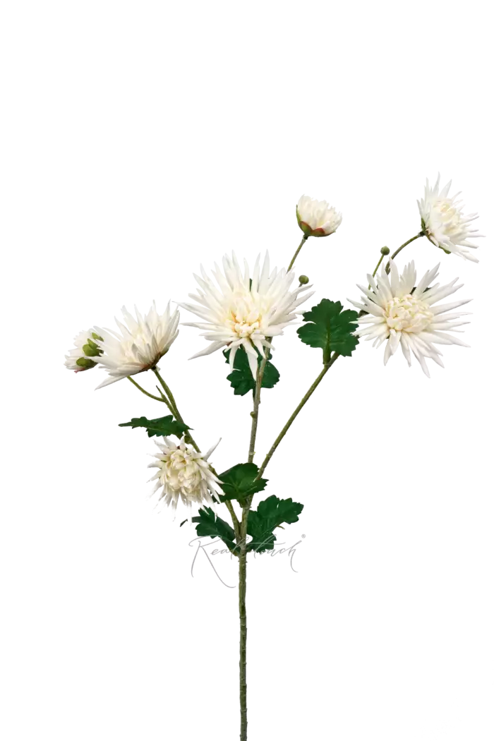 Хризантема Анастасия - Белый