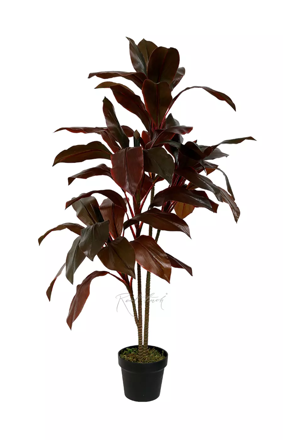 Кордилина кустарниковая 110см - Красный