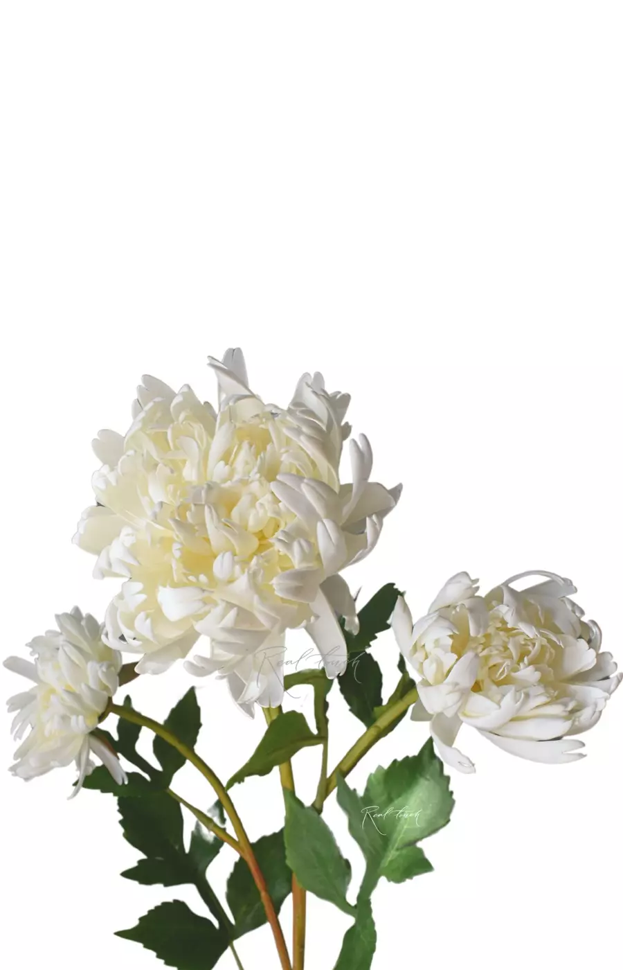 Хризантема Венский бал - Белый (уценён)