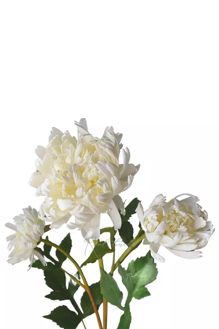 Хризантема Венский бал - Белый (уценён)