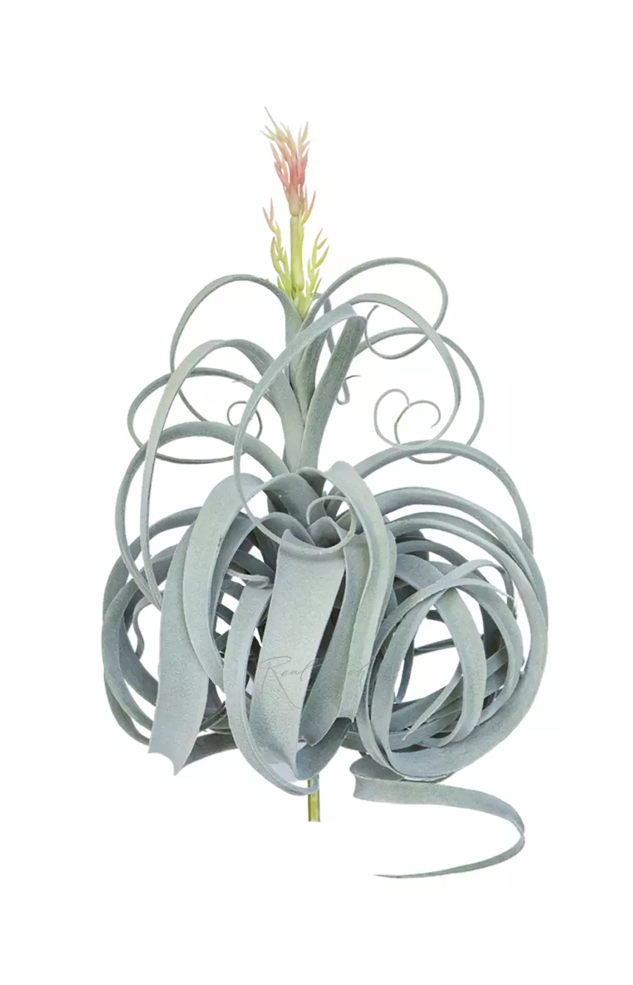 Тилландсия Ксерографика цветущая вид 2 - Зелено-голубой